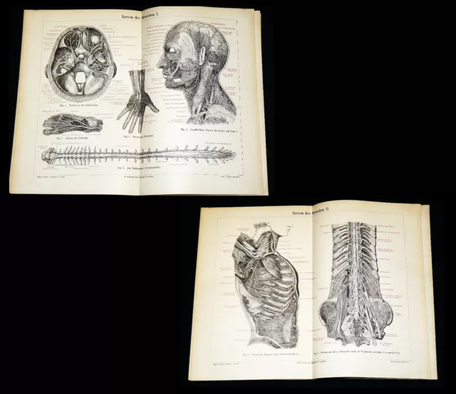 NERVEN des MENSCHEN I & II Anatomie Rückenmark - Lithographien von 1896 – 125 Ja