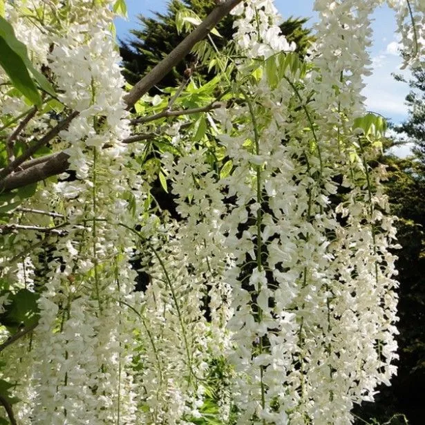 Glycine japonaise sinensis Alba pot 3 litres 90/120 cm