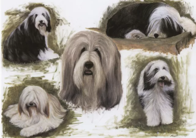 BEARDED COLLIE SHEEPDOG DOG ART LIMITED EDITION PRINT - "Beardie Sketches"