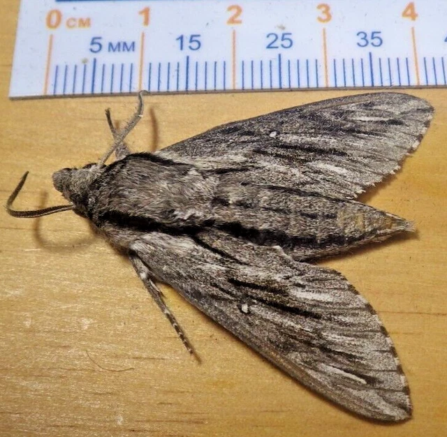 Plebeian Sphinx Moth Paratrea plebeja Sphingidae Lepidoptera Southeast TX C126
