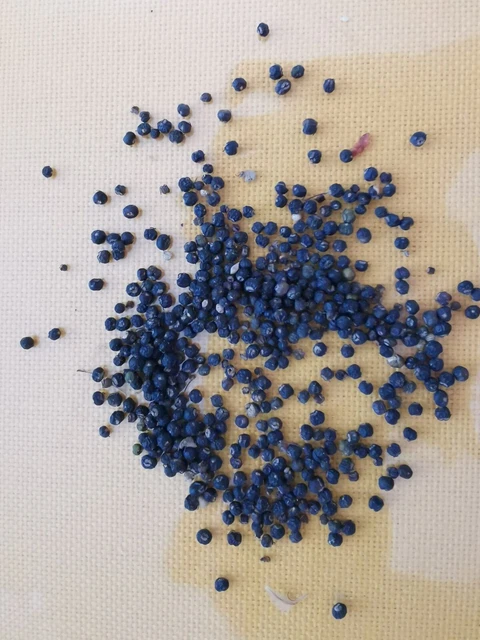 200++ SEEDS--TETRAPANAX PAPYRIFER 'Rex' Chinese rice-paper plant 'Rex ...