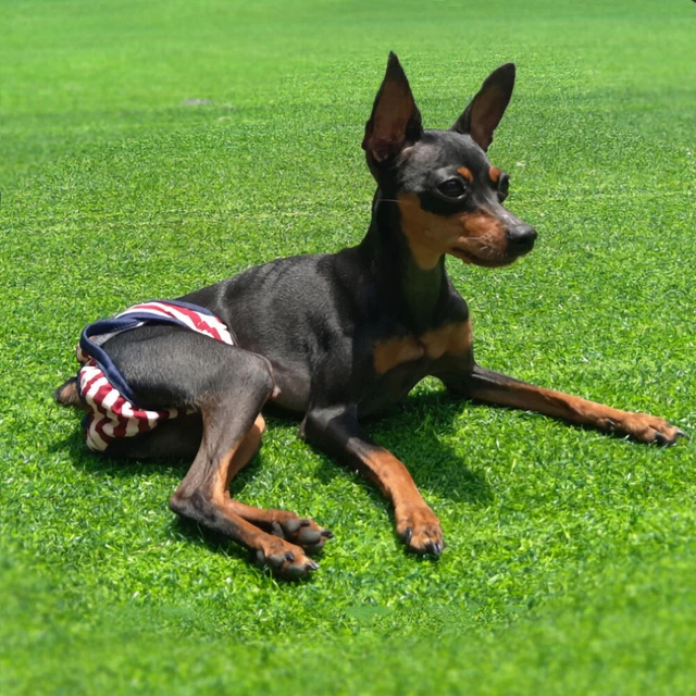 SOBW Wiederverwendbare Hundewindeln, Haustier Mädchen Hunde Physiologische Hosen 3