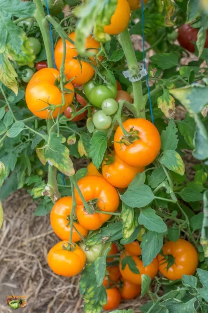 Promo !!!! tomate Bio variété "ARANCIA" X 20 Graines