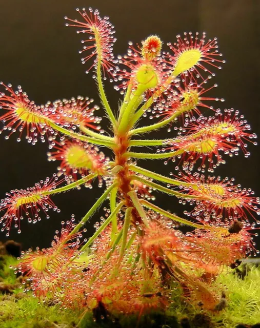 DROSERA MADAGASCARIENSIS - 10 semi di PIANTA CARNIVORA