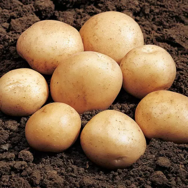 10 tubers of Rocket first early  Seed Potato - 2024 Certified Seed