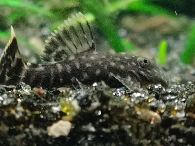 Common Chocolate Bristlenose Pleco  - Live Aquarium Fish - USA Breeder / Seller