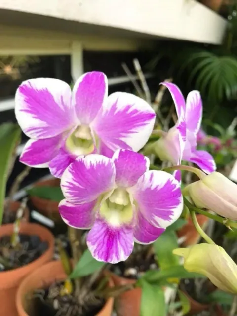 Dendrobium orchid - D. Pink Splash 'Tanida'