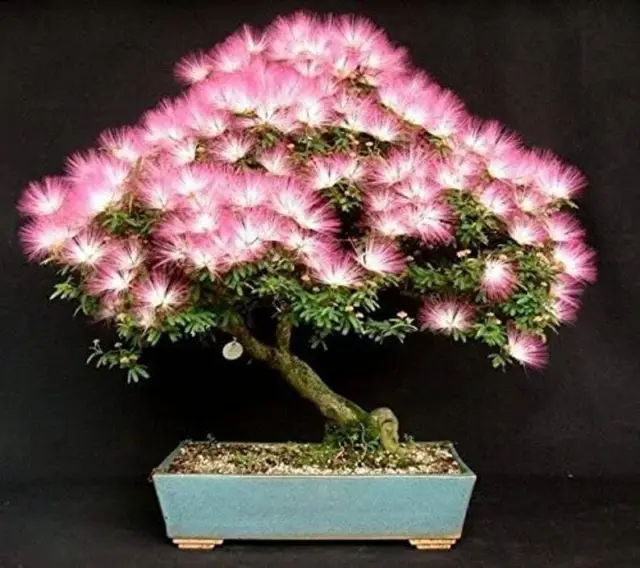 20 Albizia Julibrissin Mimosa Bonsai Tree Seeds -  Persian Pink Silk Tree