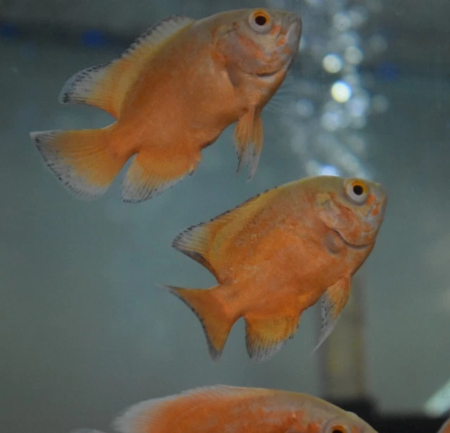 Live Red Ruby Oscar Cichlid (2.5" Freshwater Aquarium Fish) *PLS READ DESCR* 5