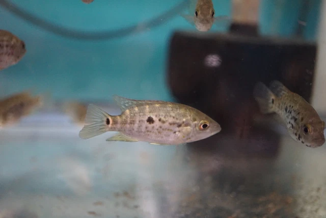 Cuban Cichlid Sale 2