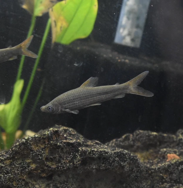 Live Pseudanos Winterbottomi (2.5" Rare Freshwater Fish) *PLS READ DESCR* 2