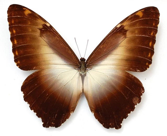 male Morpho hecuba ssp werneri from Quebrada Polis Peru