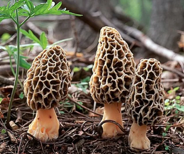 Mycélium de Morille Conique Kit de culture champignon Mushroom
