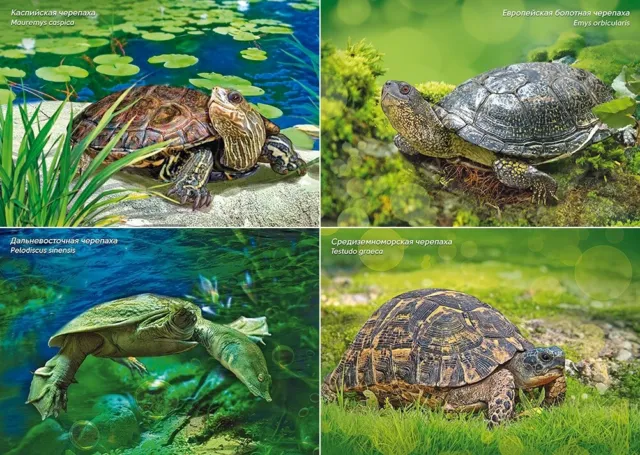 Postcard of RUSSIA 2017 - Russian Fauna - Turtles  (4 postcards)