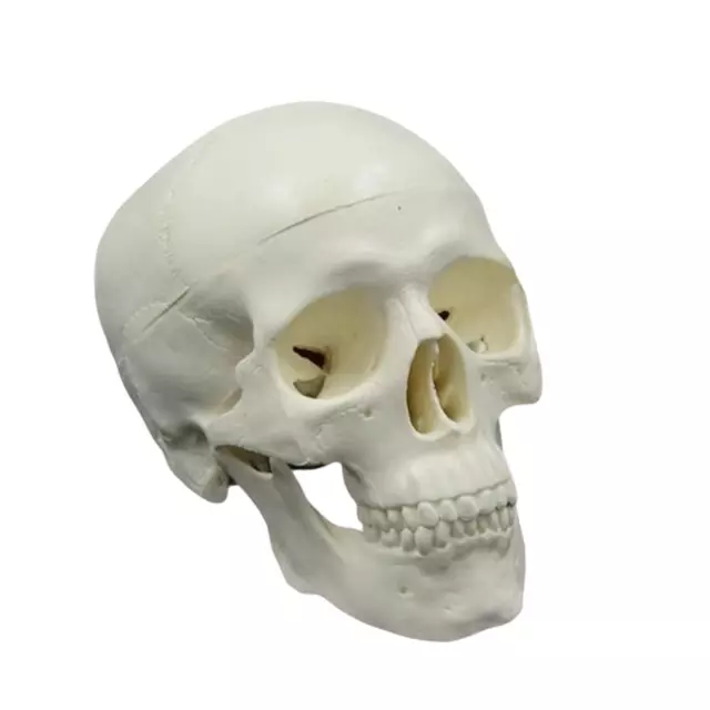 Mini Human Skull Learning Teaching Display abnehmbar für Kunstmalerei