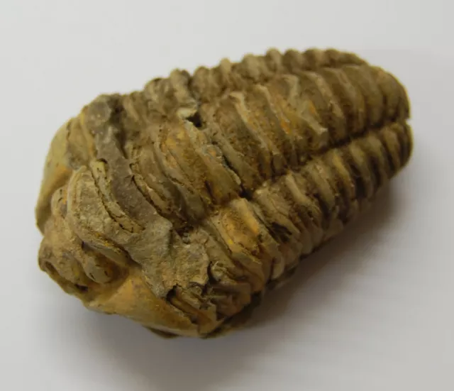 Versteinerung, Trilobit (Calymene)