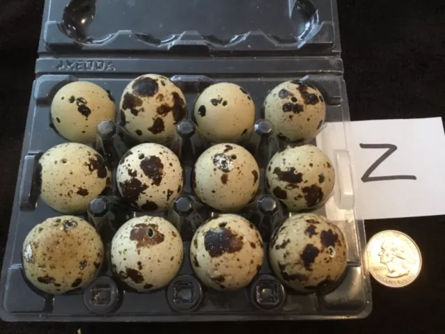 12 Soplado Color Natural Real Coturnix Huevos de Codorniz Un Hoyo Artesanías de Pascua Lote Z