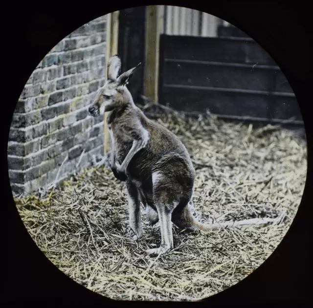ANTIQUE Magic Lantern Slide A KANGAROO LONDON ZOO C1888 VICTORIAN PHOTO