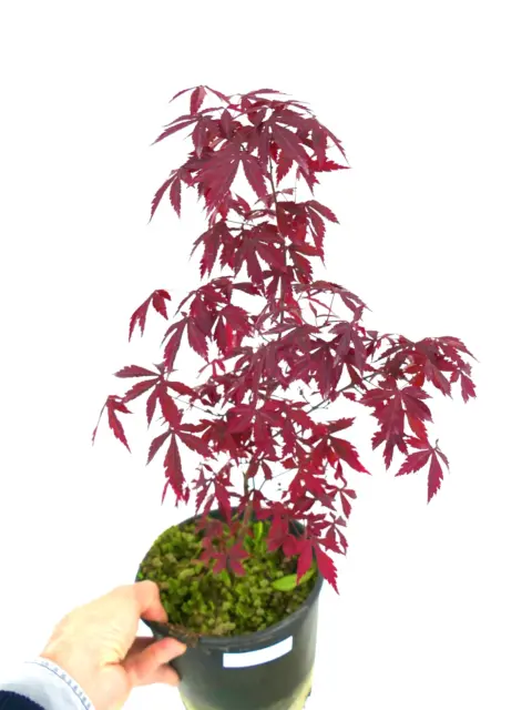 Acer palmatum cv DESHOJO -  - no variegated bonsai