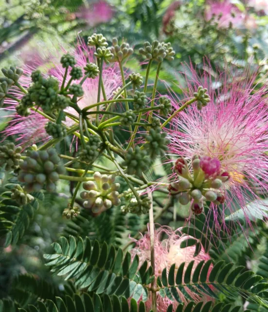 Mimosa Tree Pink and White Wild Flowering Tree 30 Seeds New