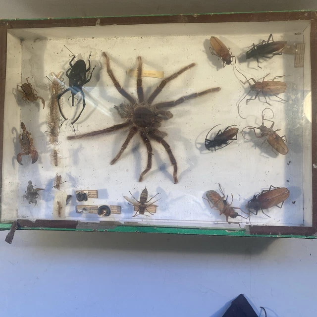 BOITE ENTOMOLOGIE TAXIDERMIE insectes rare Scarabée Migale EUR 75,00 ...
