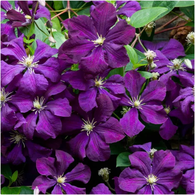Clematis Viticella Etoile Violette X 3 Large Plug Plants for Potting on