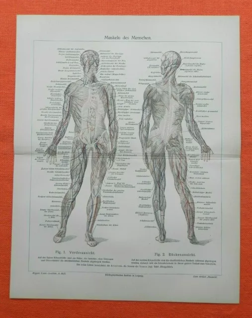 Muskeln des Menschen  Anatomie Arzt Medizin Deltamuskel Bizeps Lithographie 1905