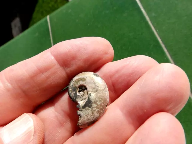 Fosiles Ammonite " Excelente Hecticoceras Pirit. Del Jurasico De Rusia - 11B22 "
