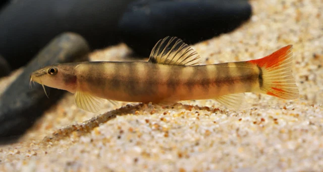 Pack of 2 Freshwater Pasta Loach Live Tropical Aquarium Fish 1.5-2" Inches A+