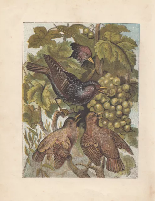 Starling Birds Eating Grapes Wildlife Nature Antique Art Print Lithograph 1883