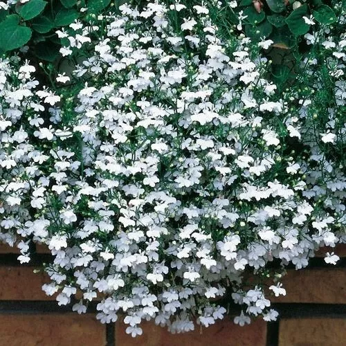 40 Lobelia Trailing White  Hanging  Basket Bedding Patio Plug plants