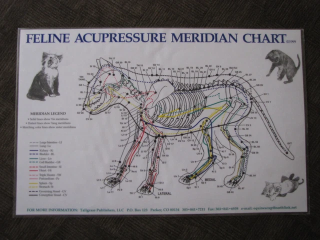 FELINE MERIDIAN ACUPRESSURE Laminated Wall Chart #? Learning & Study