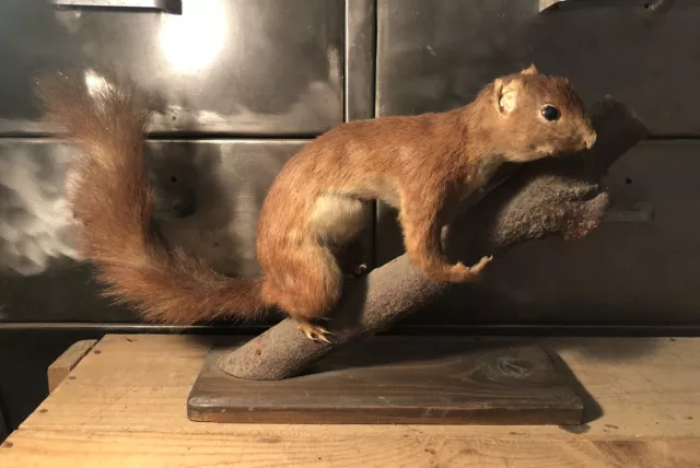 Taxidermie Cabinet De Curiosité Écureuil Roux Sur Sa Branche L 36 Cm