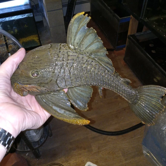 14-15 Inch Green Mango Royal Pleco.not L191.New Collect Site.live Tropical Fish.
