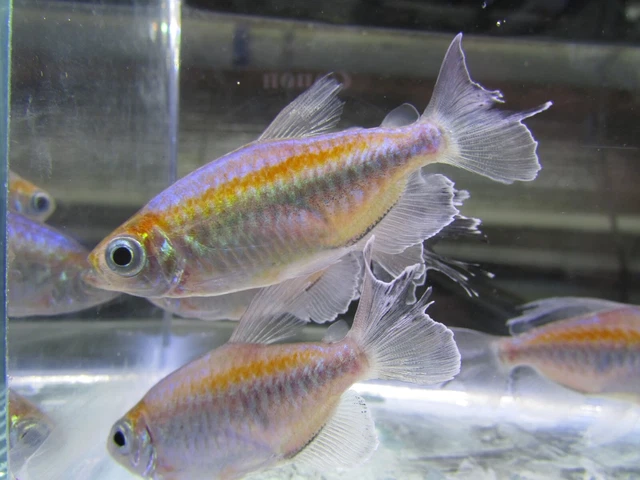 3 Pairs Congo Tetras