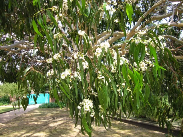 Mountain Gum (Eucalyptus dalrympleana) 50 Fresh Seeds