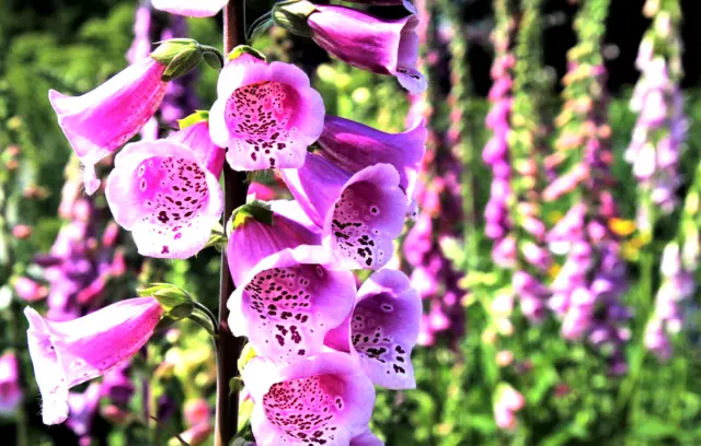 +5000 Samen Roter Fingerhut Digitalis Purpurea Bauerngarten rot Staude Medizin