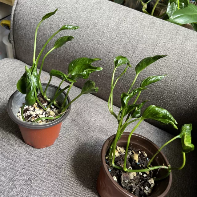 Epipremnum Aureum Shangri La Pothos Rare