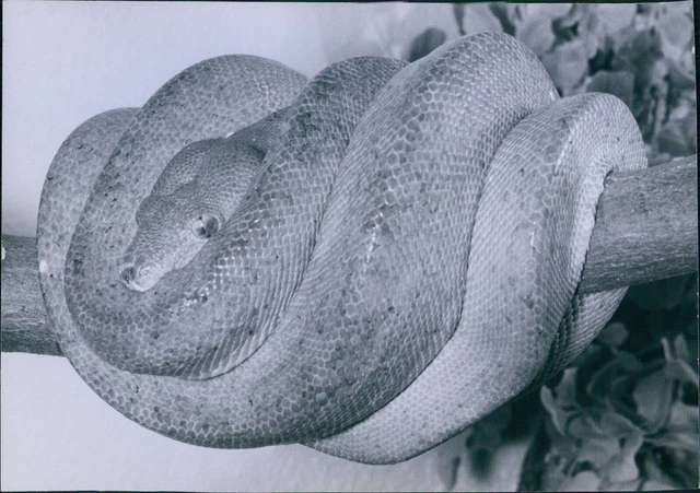 1969 GREEN TREE Python Bright Green Snake Lying On Limb Animals 5X7 ...