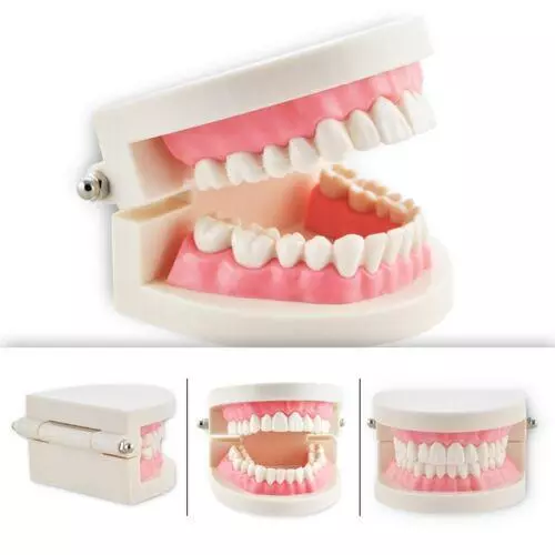 Ideal Dental Study Model with Flesh Pink Gums - Great for Dentists  Students