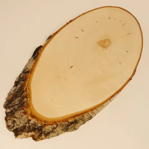 Abedul Ciervo AF45cm Placa Escudo de Trofeo Cornamenta Baumschild Natural Madera 2