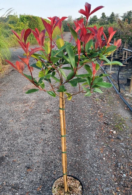 fensterblatt xxl Monstera deliciosa XXL | Online kaufen