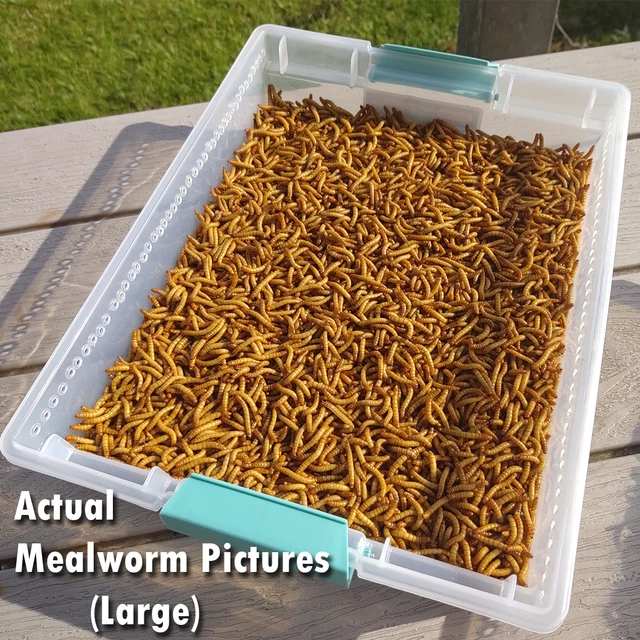 LIVE MEALWORMS FREE Shipping! Bulk, Grown Organic in Florida (250