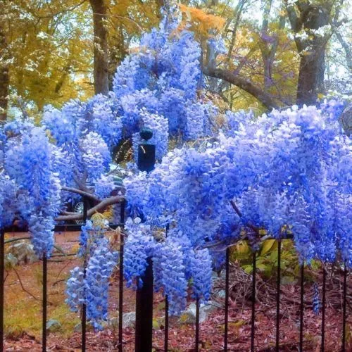 10 Blue Chinese Wisteria Seeds Purple Floribunda Wisteria Vine S030