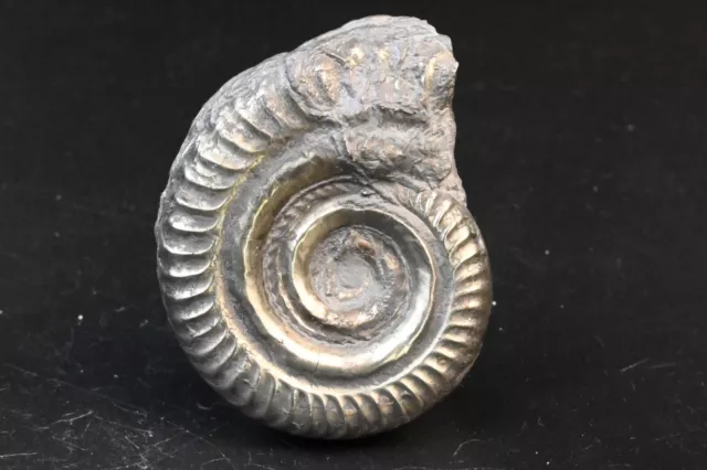 Ammonite Pyritisé Hildoceras Toarcien France 54mm pyriteuse pyrite fossile