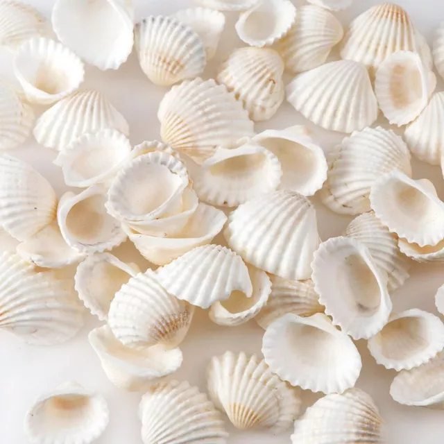 30g Ceylon Beach Natural Seashells Conch Aquarium Fish Tank Landscape Decoration