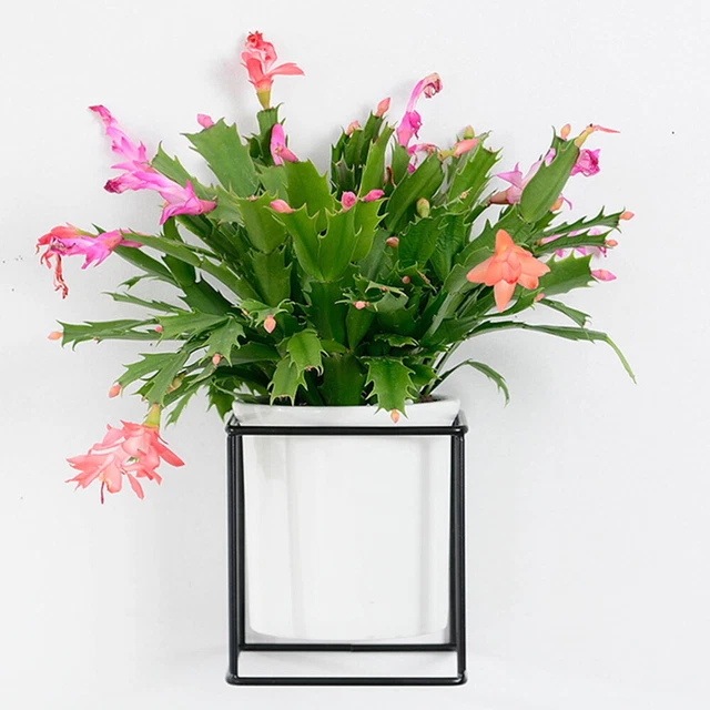 Wall Mounted Pot Holder Indoor Planters Indoor Hanging Planters Bonsai Pot