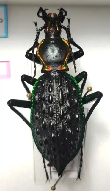 Carabus Coptolabrus ignimetallus guidongensis Chine mont Bamian