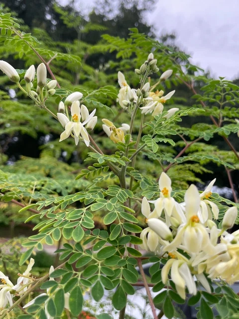 5 Moringa Seeds FL-Grown Edible Superfood Moringa Oleifera Heat Tolerant Tree