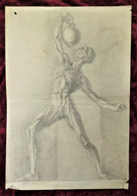 Very unusual antique anatomical academic pencil nude male figure study c1910.